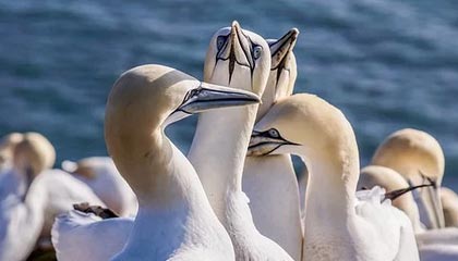 jiuyou游戏大厅-VALORANT 职业选手竞技状态火热，valorant职业选手设置